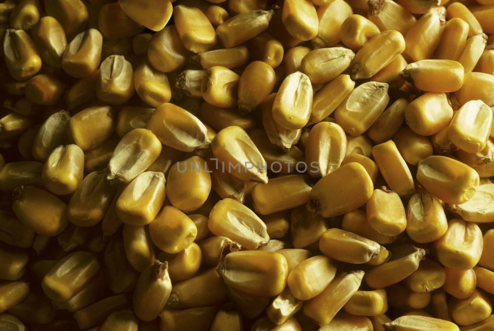 Kernels of yellow seed corn fill the frame