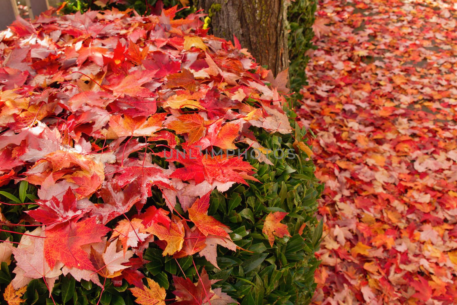 Fallen Maple Tree Leaves on Backyard Garden Shrubs in Autumn