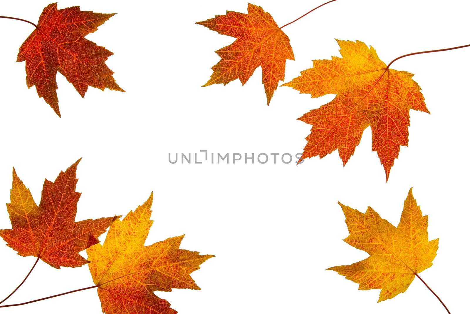 Scattered Fall Maple Leaves Isolated on White Background