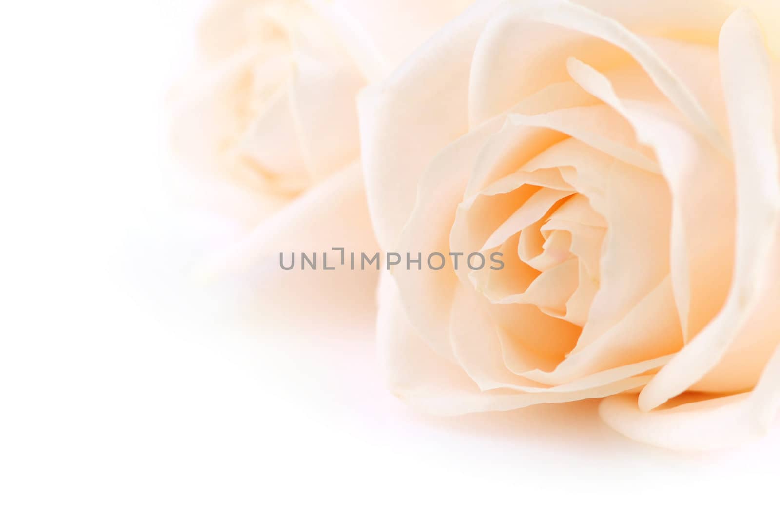 Floral background of two delicate high key beige roses macro on white