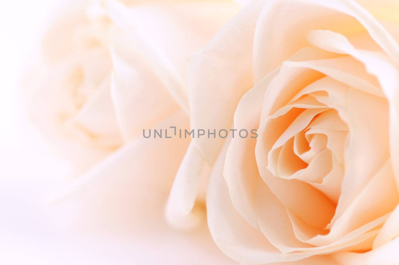 Macro of two delicate beige roses on white background