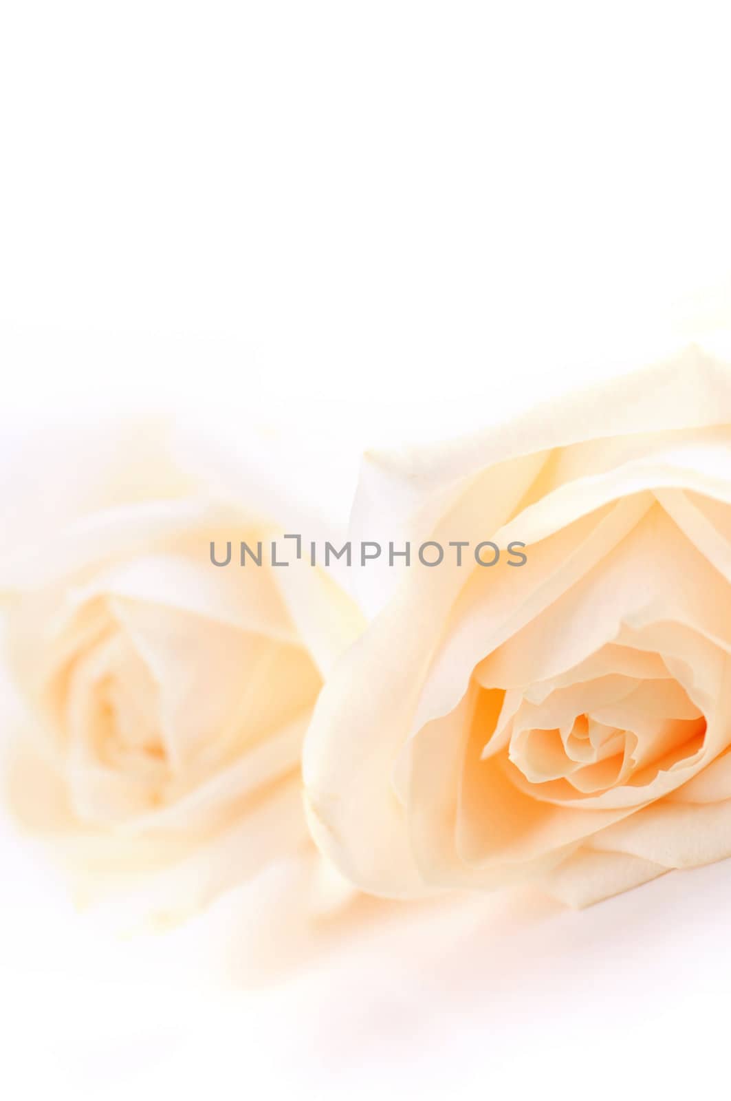 Macro of two delicate high key beige roses on white background