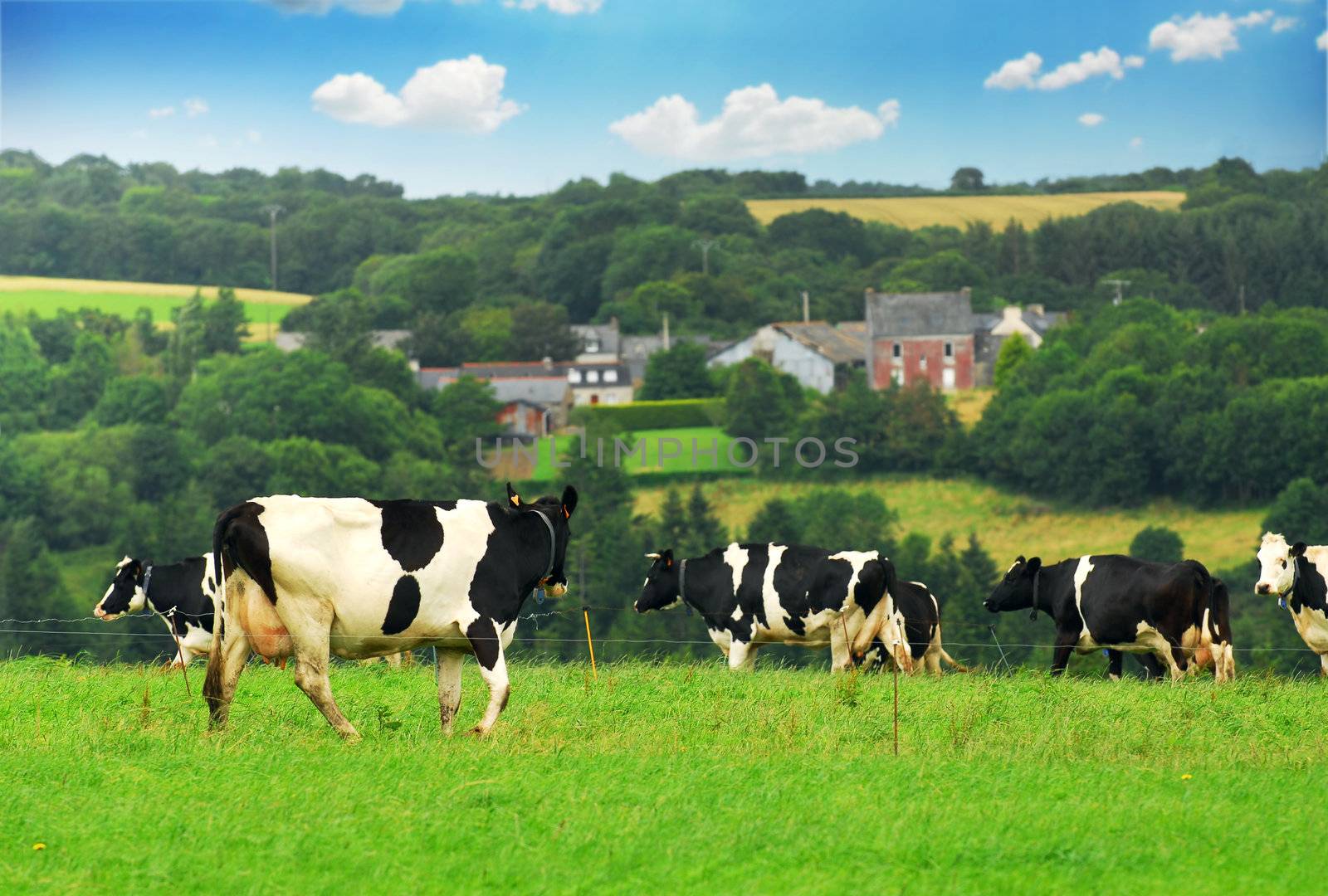 Cows grazing in a green pasture in rural Brittany, France.
