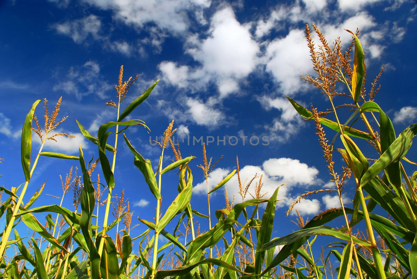 Corn field by elenathewise