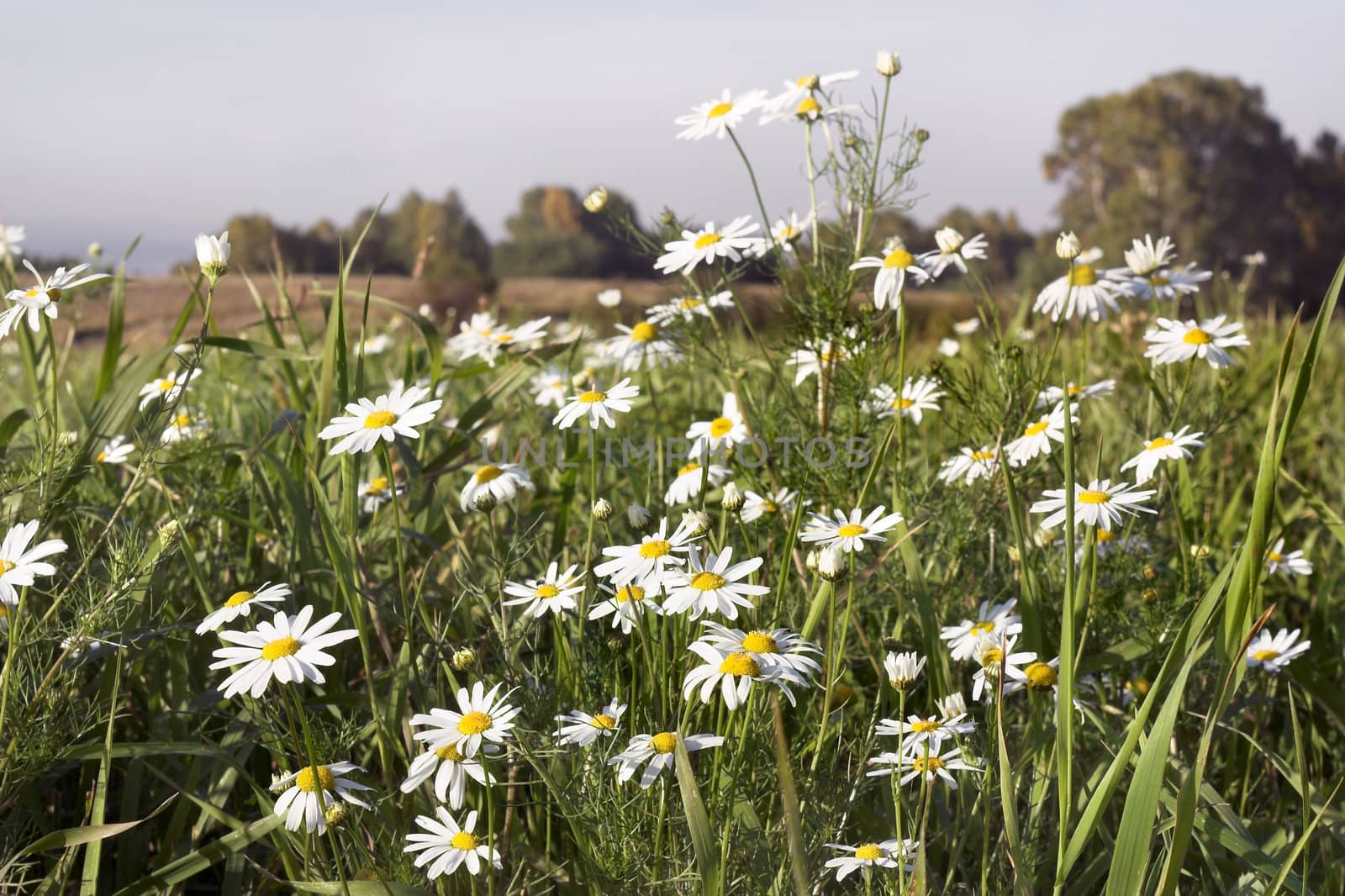 White camomiles photographed close up on a background of the sky