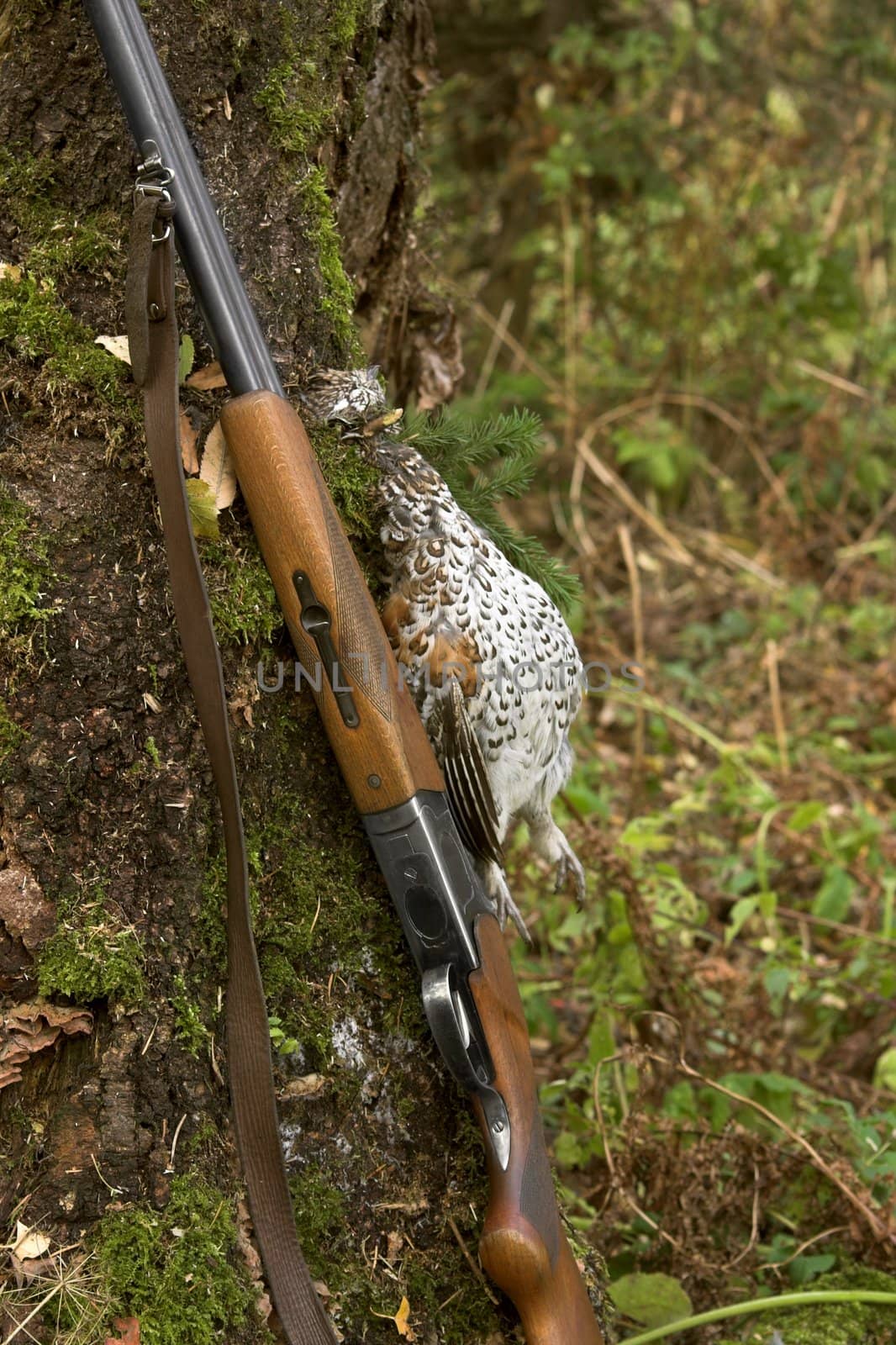 Old gun and the hazel grouse