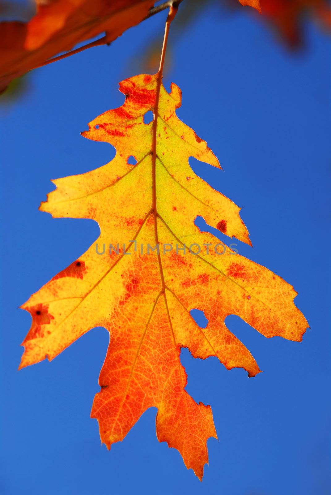 Colorful fall oak leaf on a tree branch with blue sky background