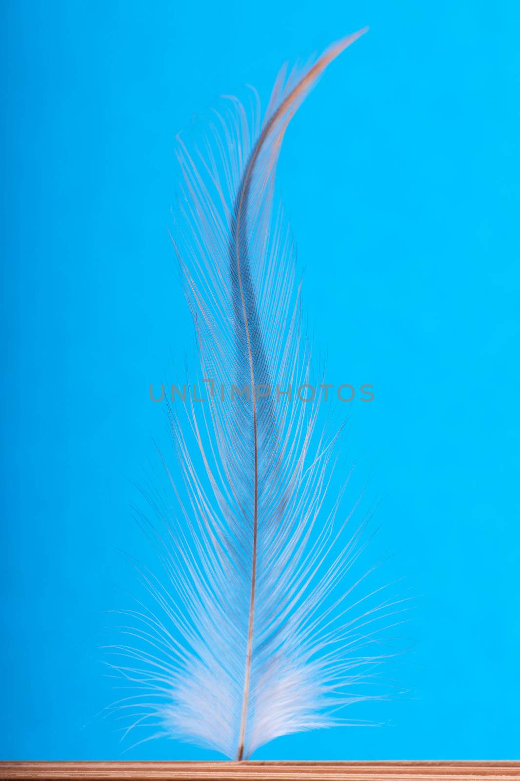 Feather by AGorohov