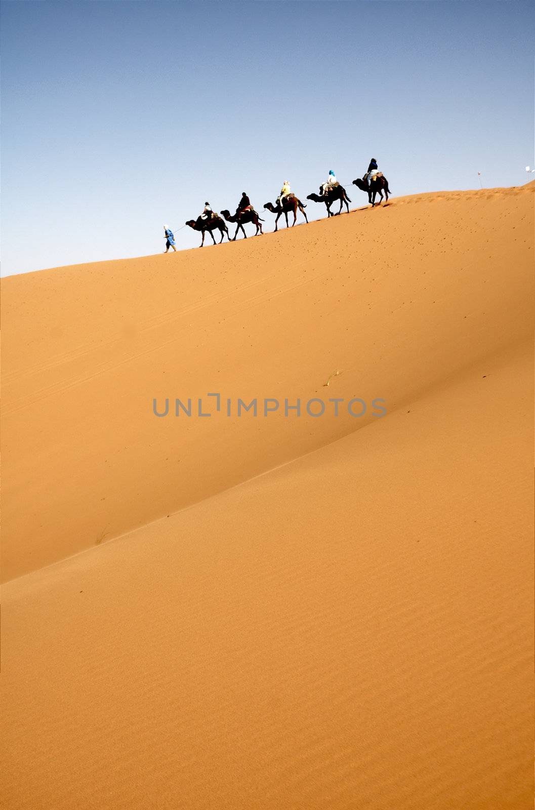 Camel caravan in the Moroccan Sahara