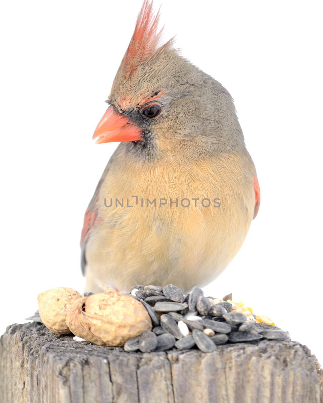 Female Cardinal by brm1949