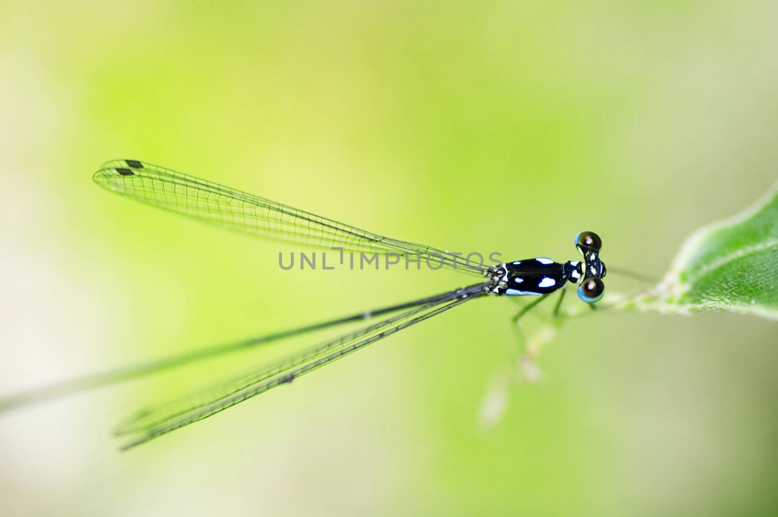 damselfly with natural background