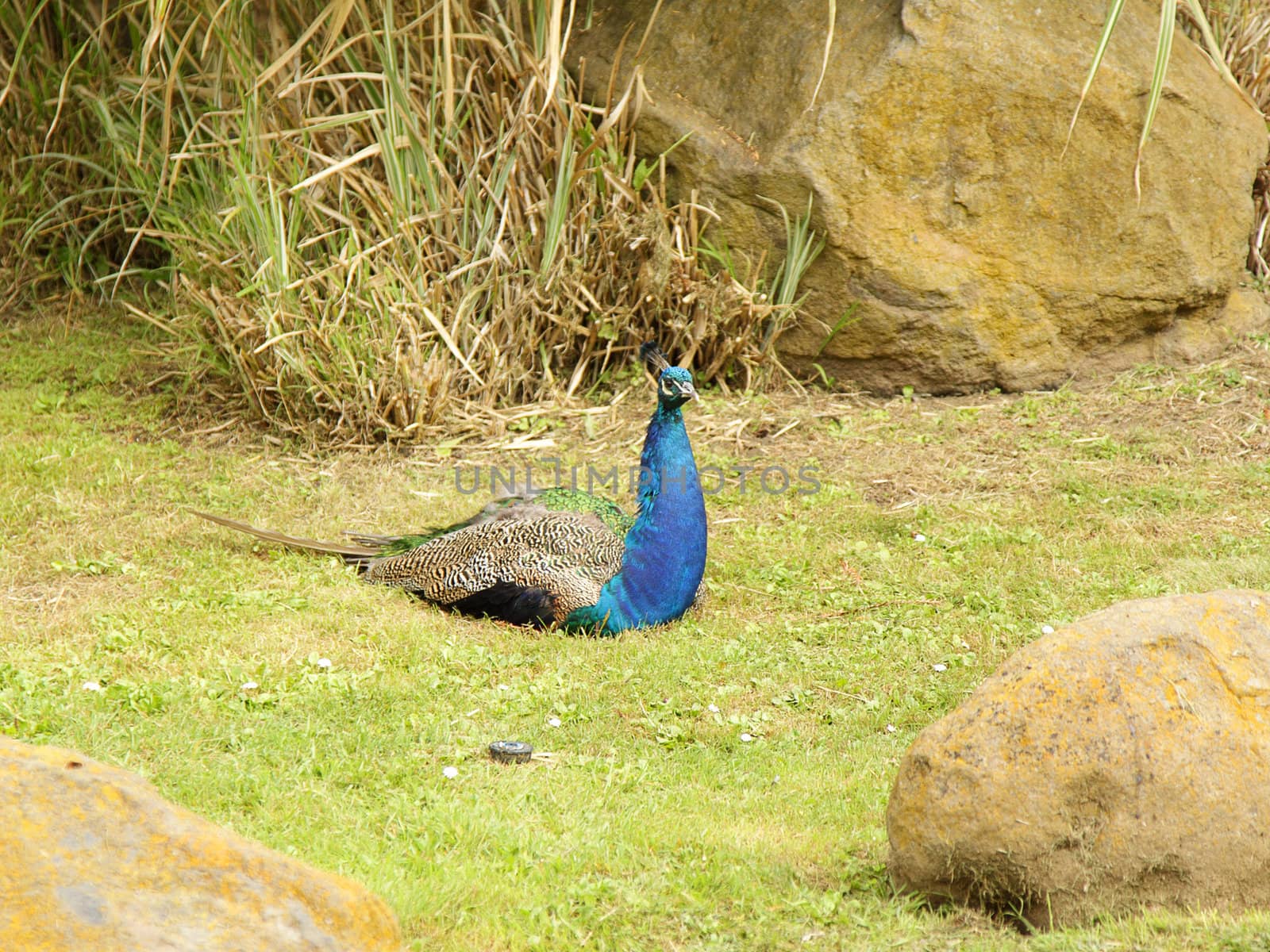 A photo of a peacock in the zoo