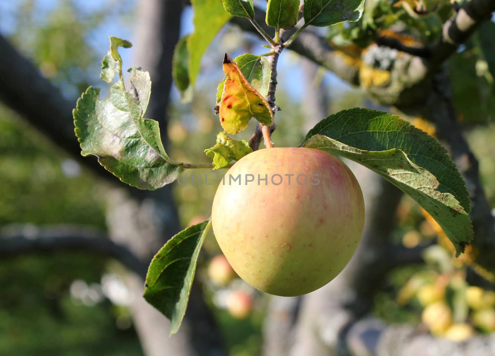 One apple surrounded by leaves on the branch of an apple tree by summer