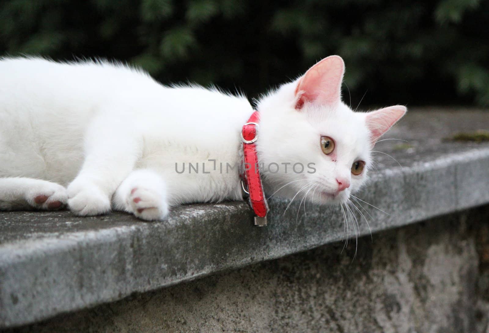 White young cat lying on a wall and looking far