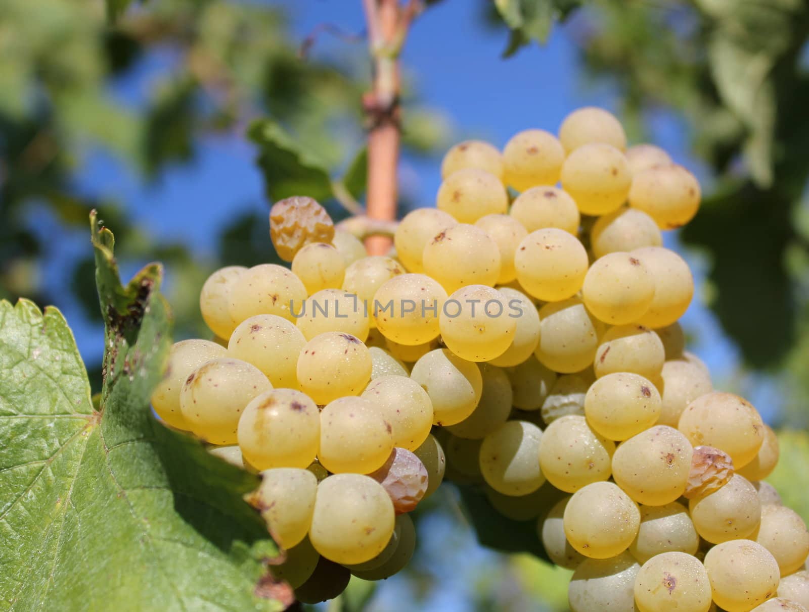 Sunny green grape surrounded by green leaves in a vineyard by summer