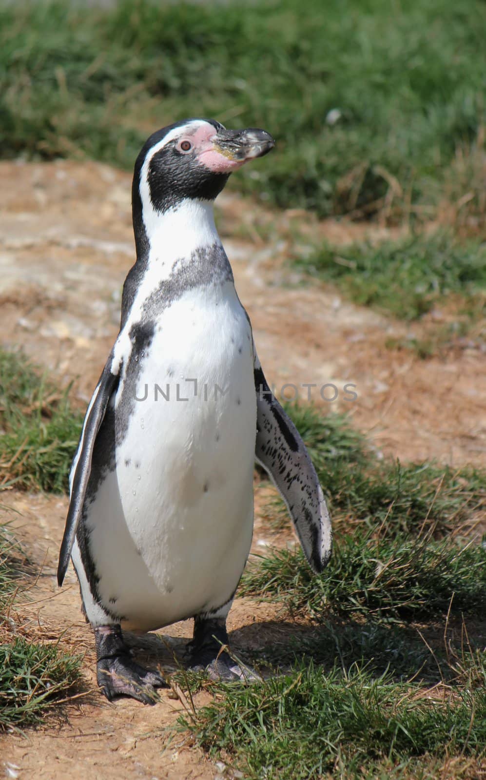 Spheniscus humboldti penguin by Elenaphotos21