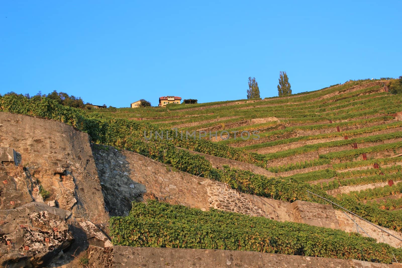 Famous and protected Lavaux vineyards near Montreux by sunset, Switzerland, by sunset