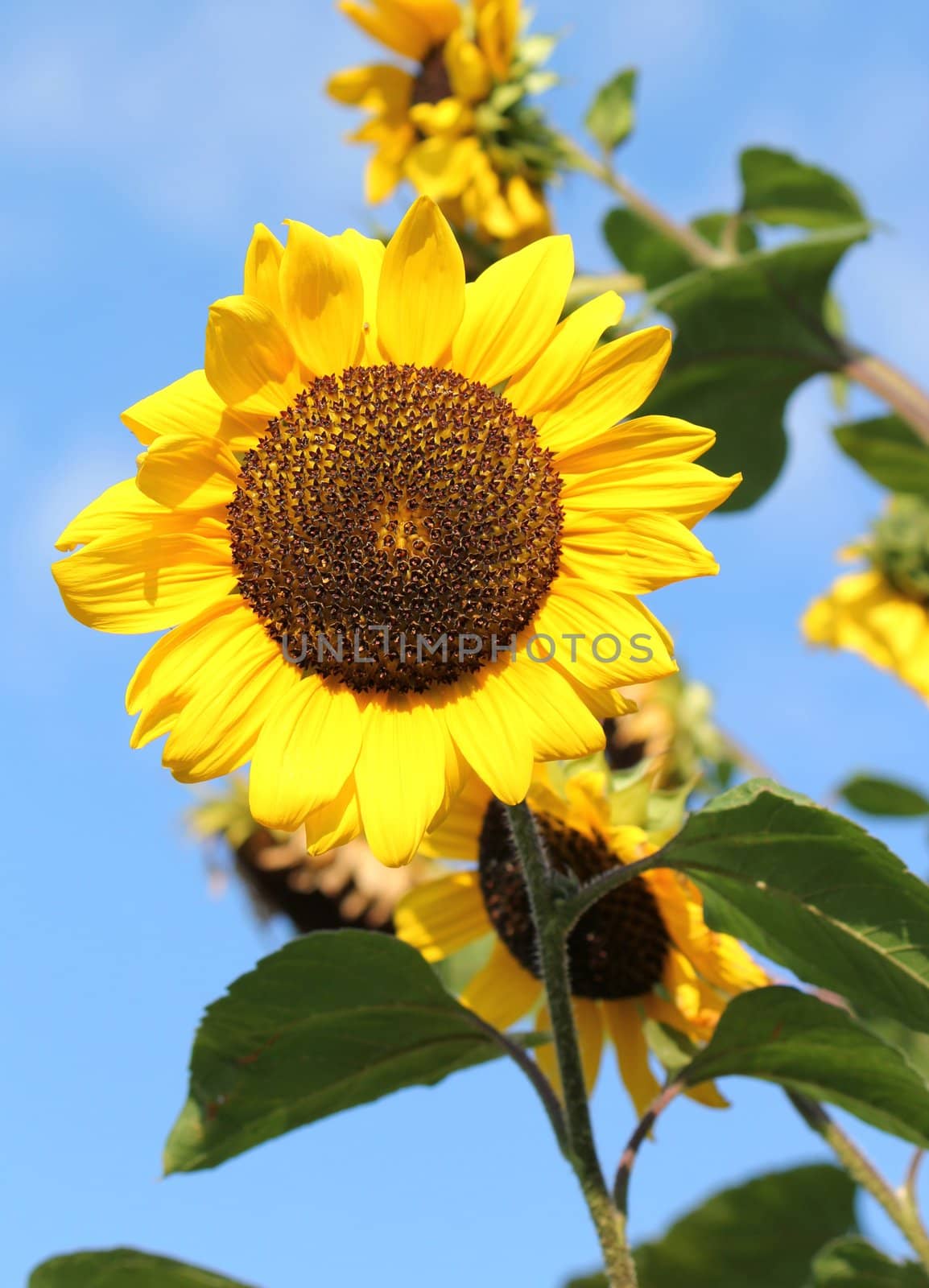 Big sunflowers by beautiful weather with blue sky