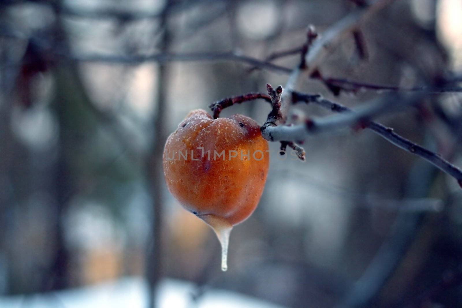 Crisp brownish apple with small icicle