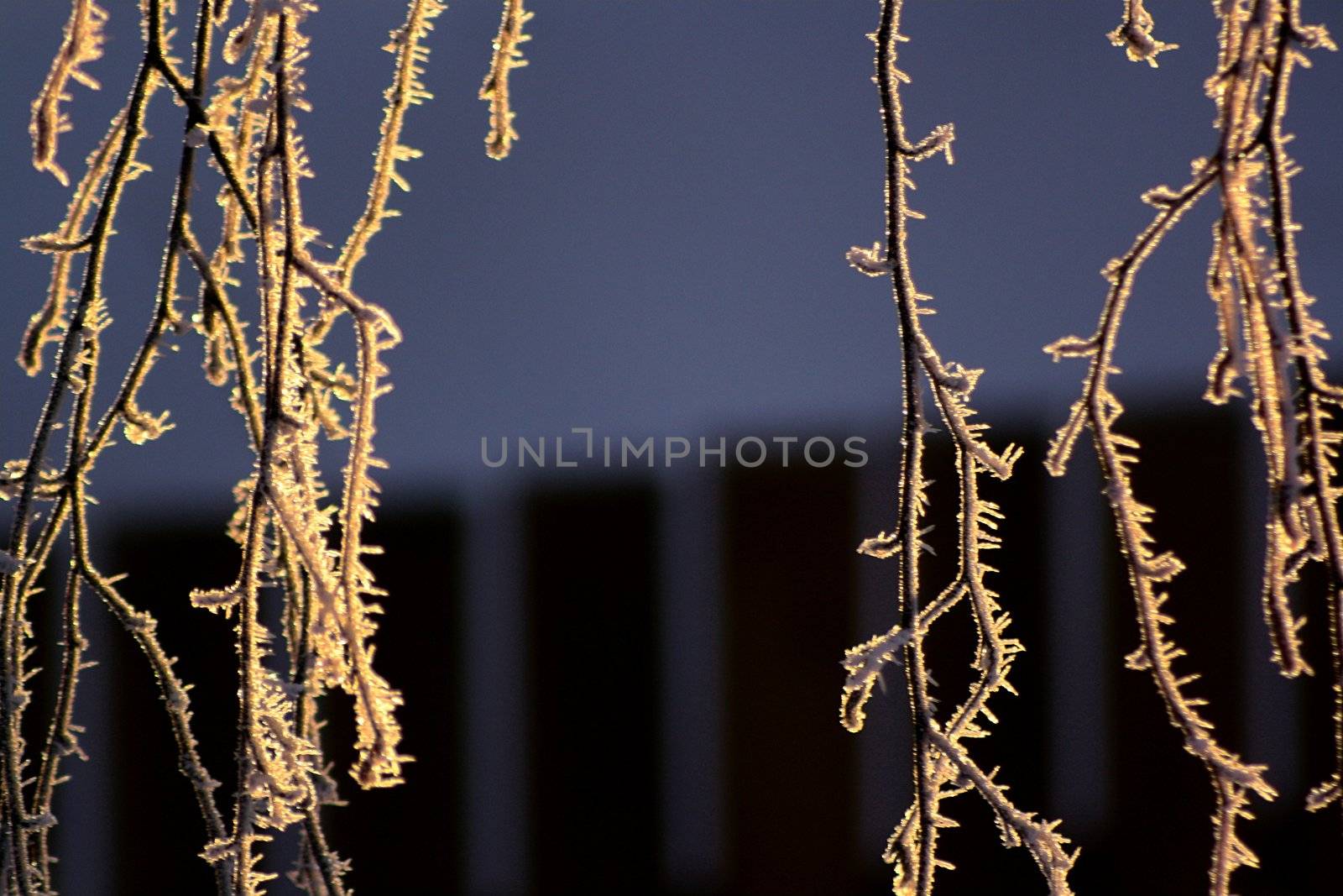 Birch branches with ice crystals on them form a curtain lit by the morning sun