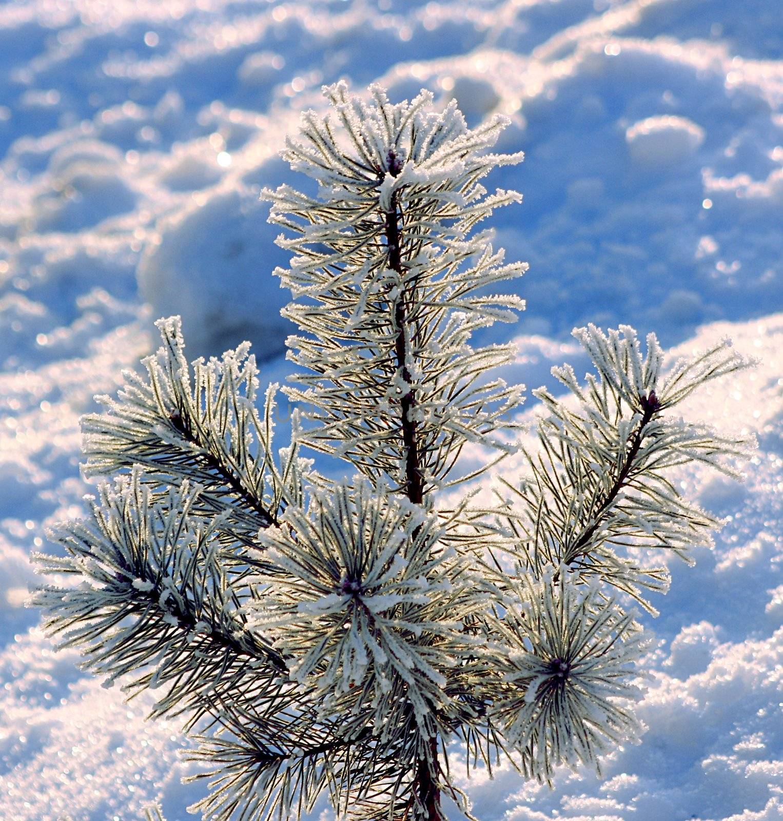The top of a small pine beset with ice crystals, against a snowy background