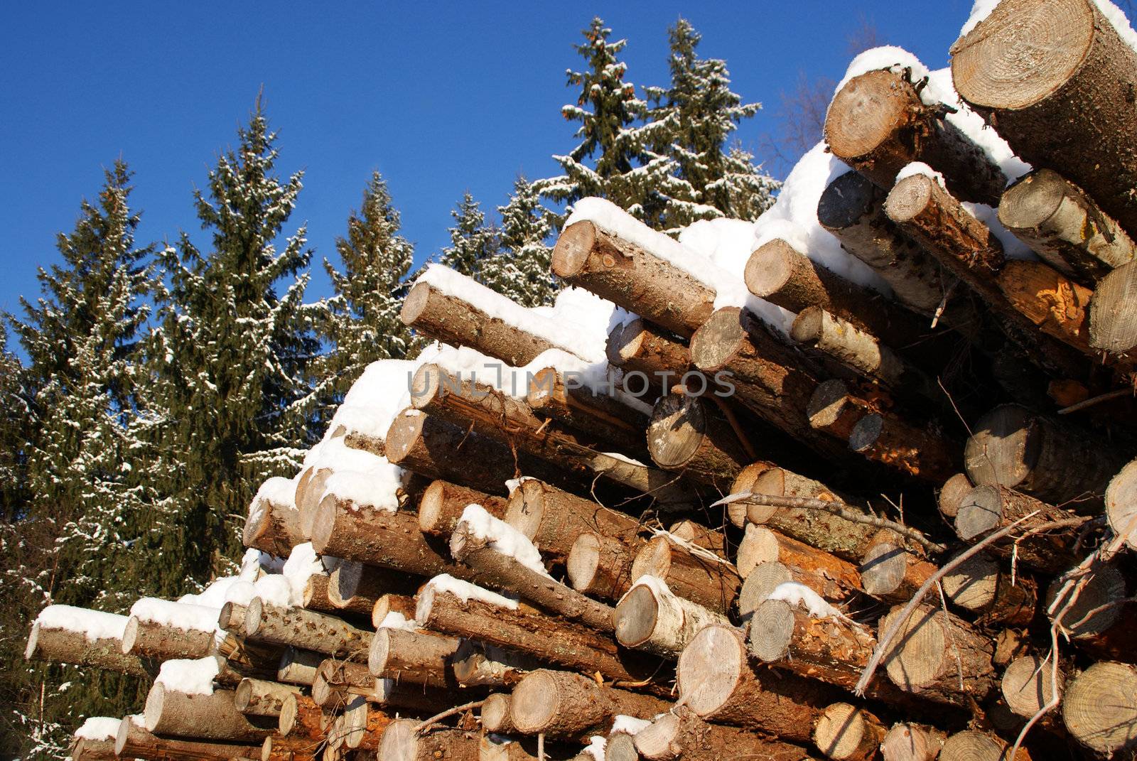 A stack of pine and spruce logs under snow, with tall spruce trees and bright blue sky on the background. Photographed in Salo, Finland in January 2011.
