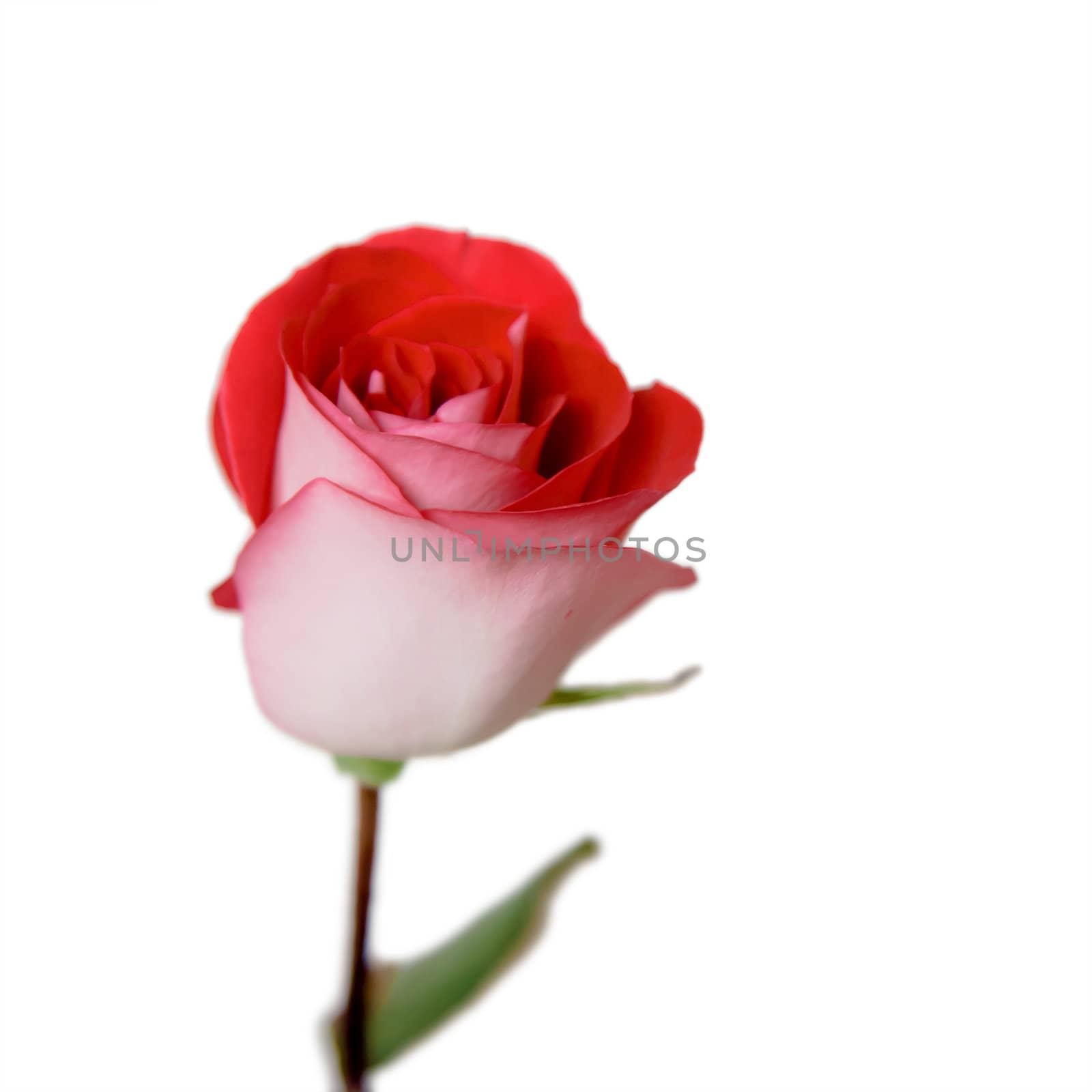 one red rose isolated on a white background
