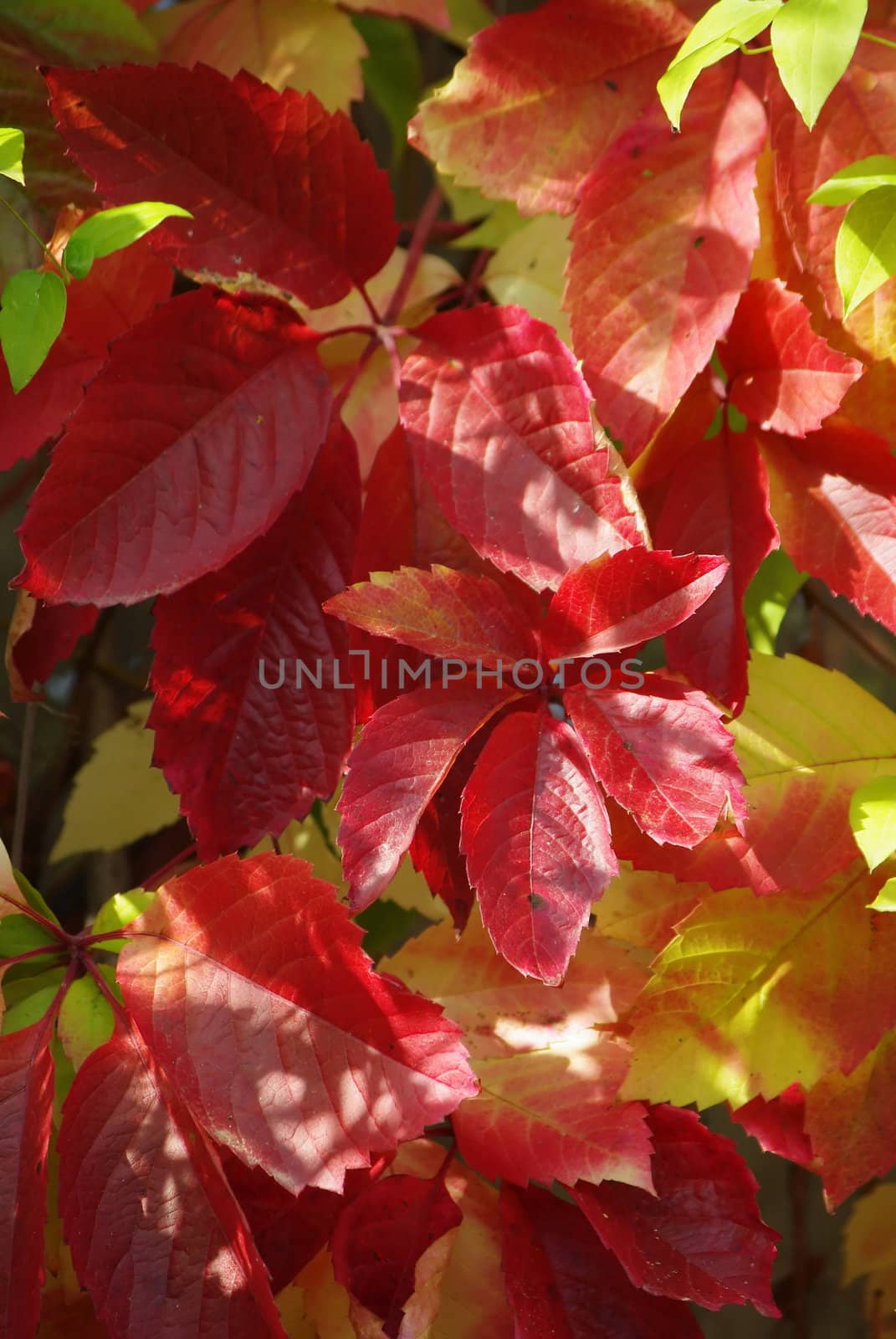 Red wild grape autumn leaves background 