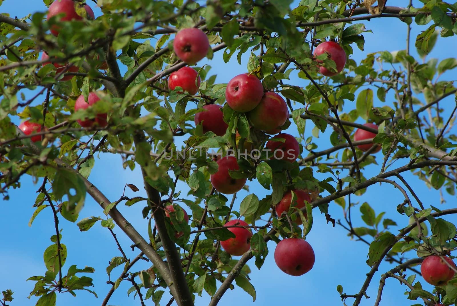 Branches of appletree with red fruits over blue sky