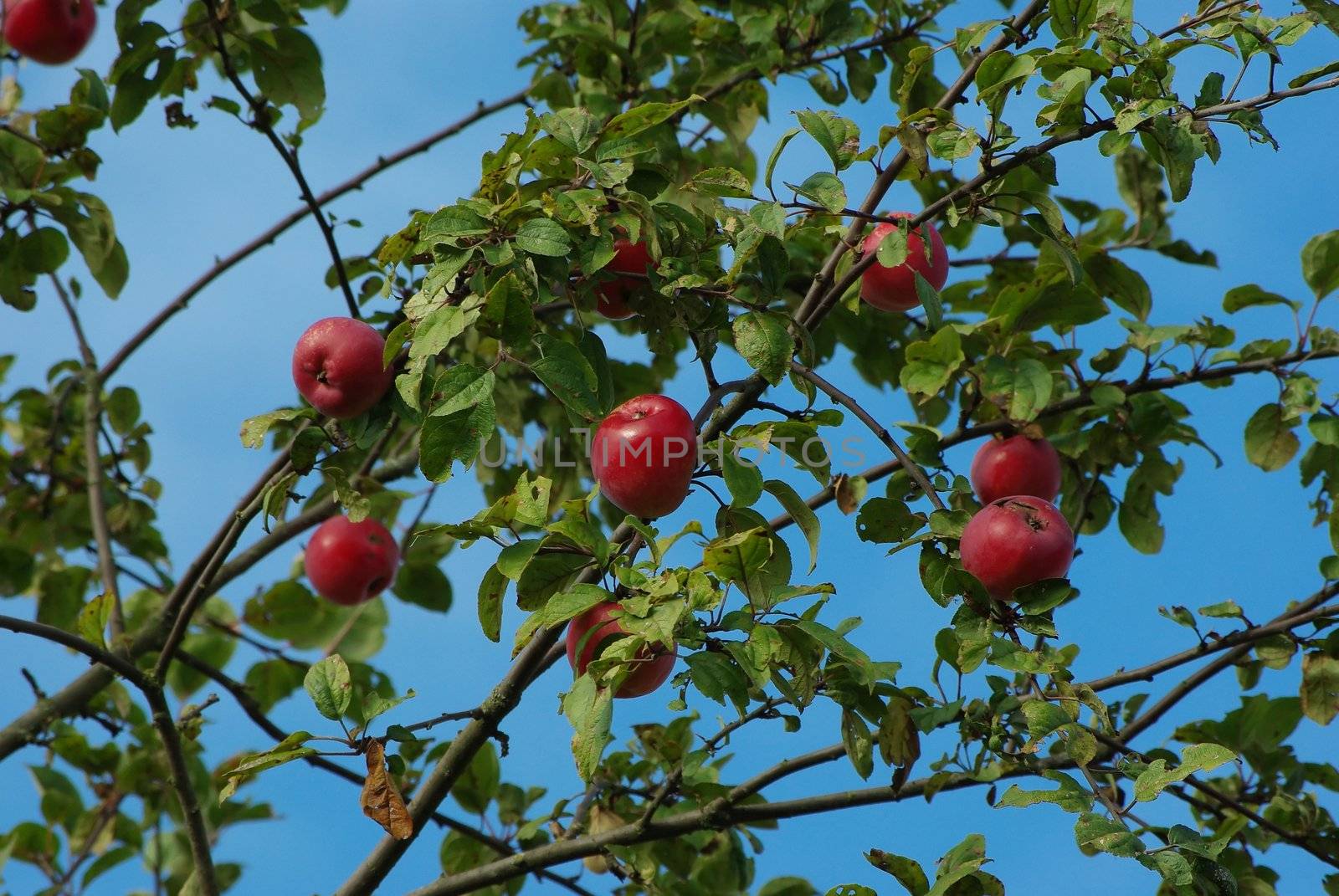 Branches of appletree with red fruits over blue sky