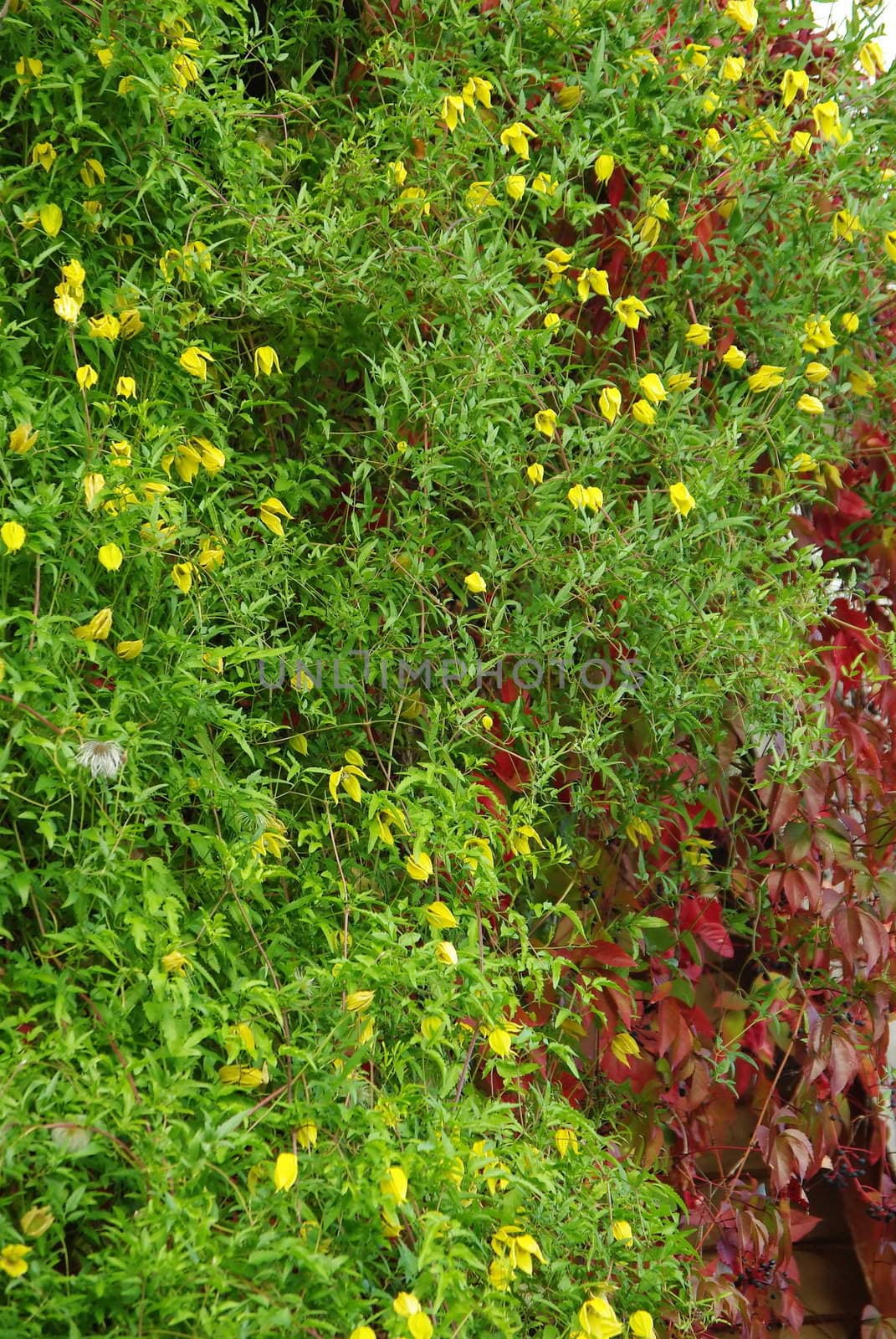 Yellow clematis flowers and  red foliage of wild grape on the wall in autumn