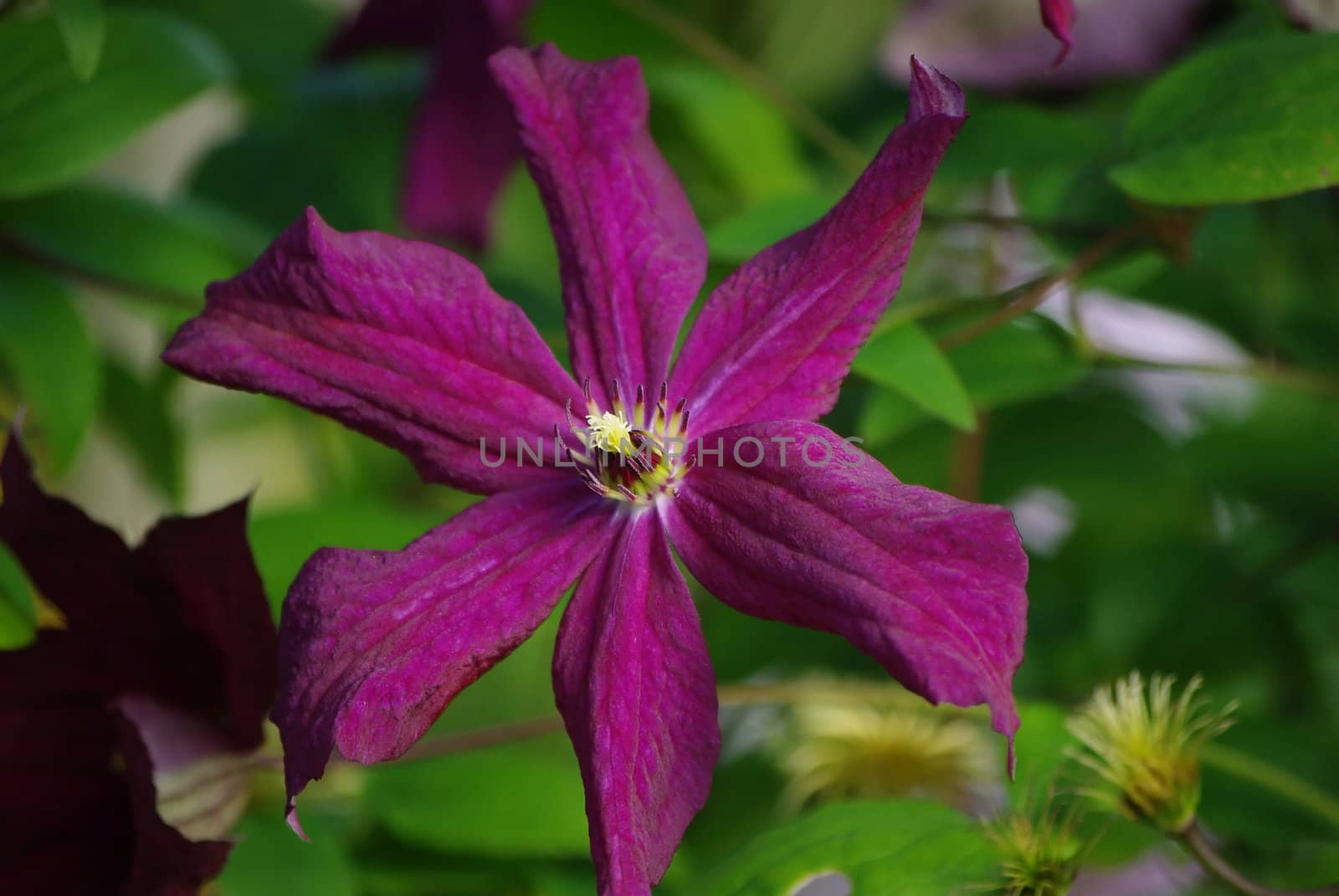 Purple clematis flower in bloom with leaves close-up