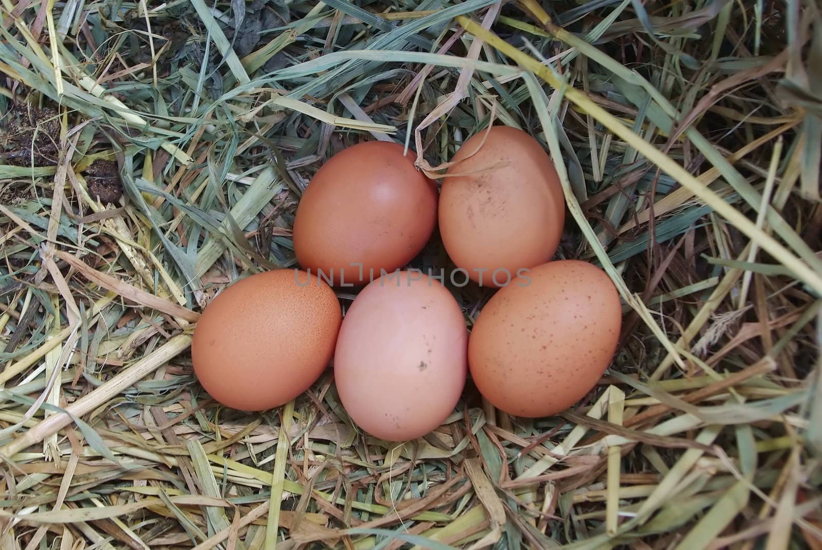 Five brown chicken eggs in the nest of dry grass