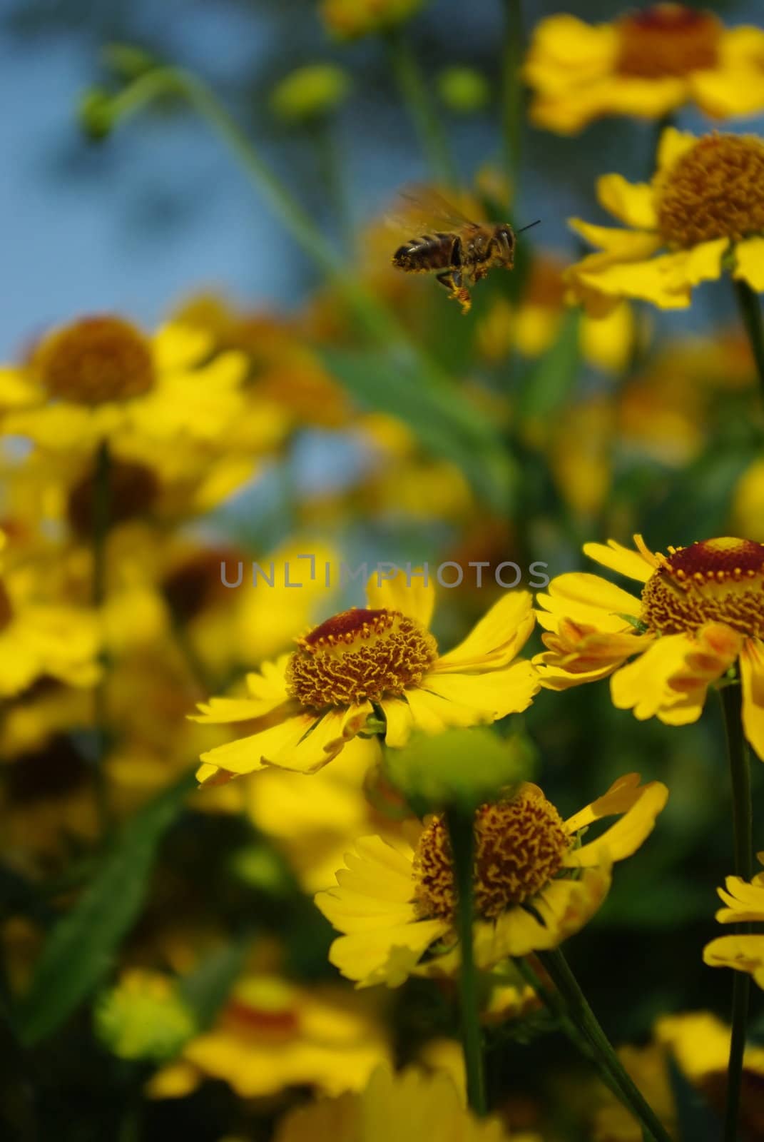 Flying honeybee collecting pollen and honey of blossoms 