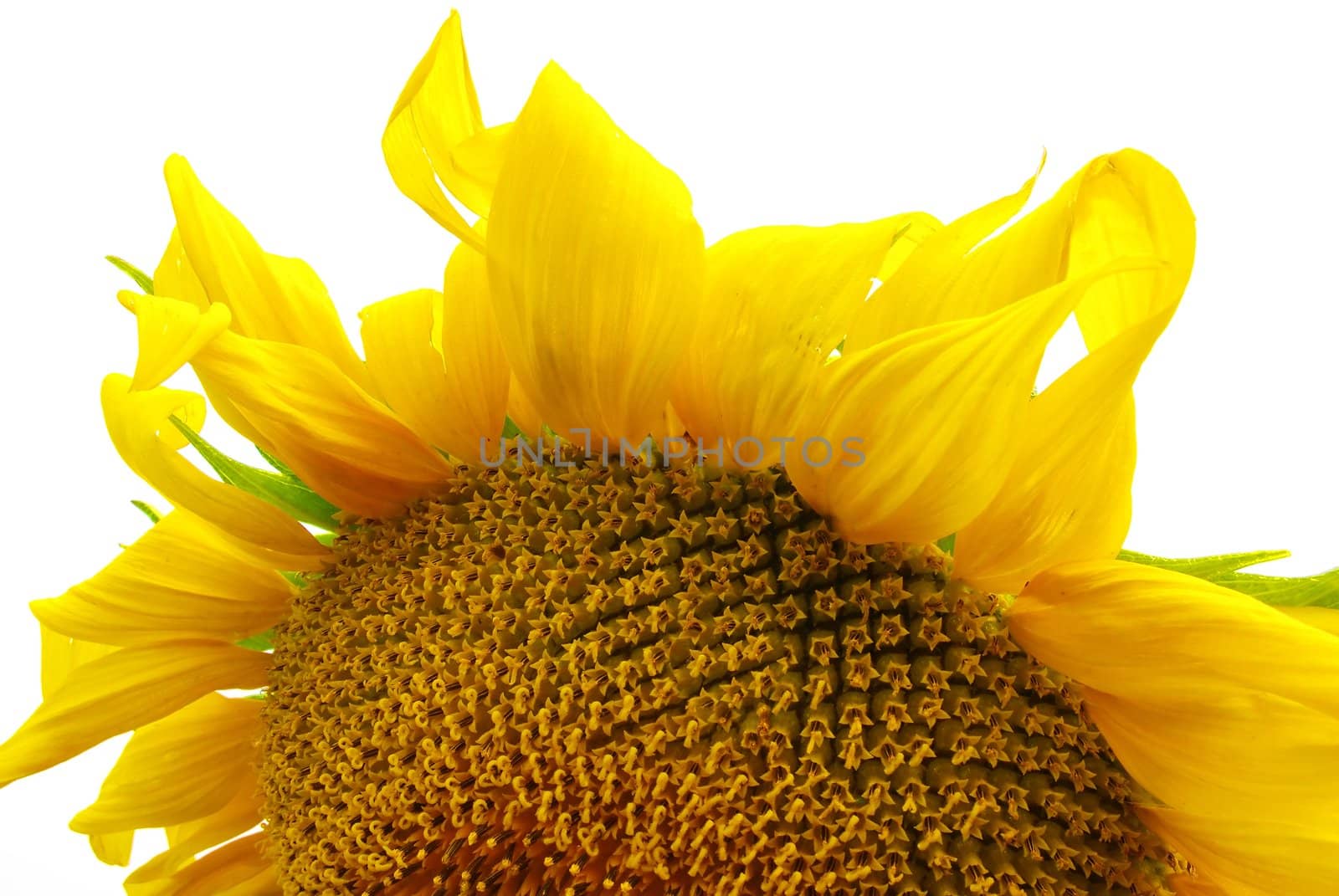 Sunflower isolated over white background