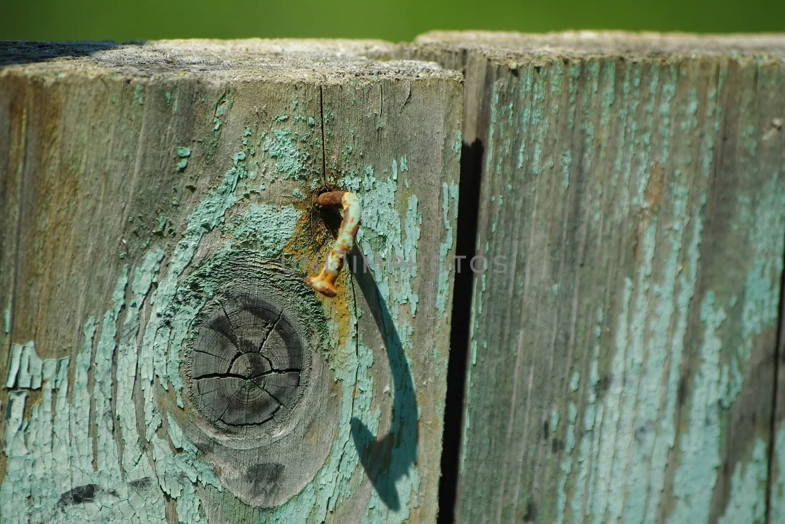 Textured surface of wooden fence with a curved rusry nail 