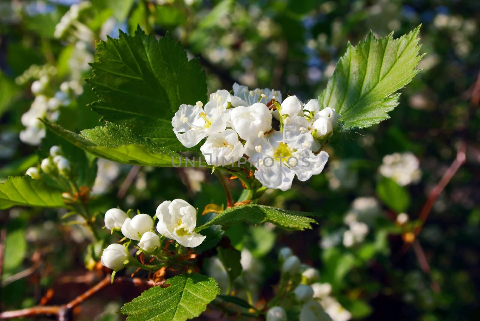 Blossoming hawthorn in spring in garden
