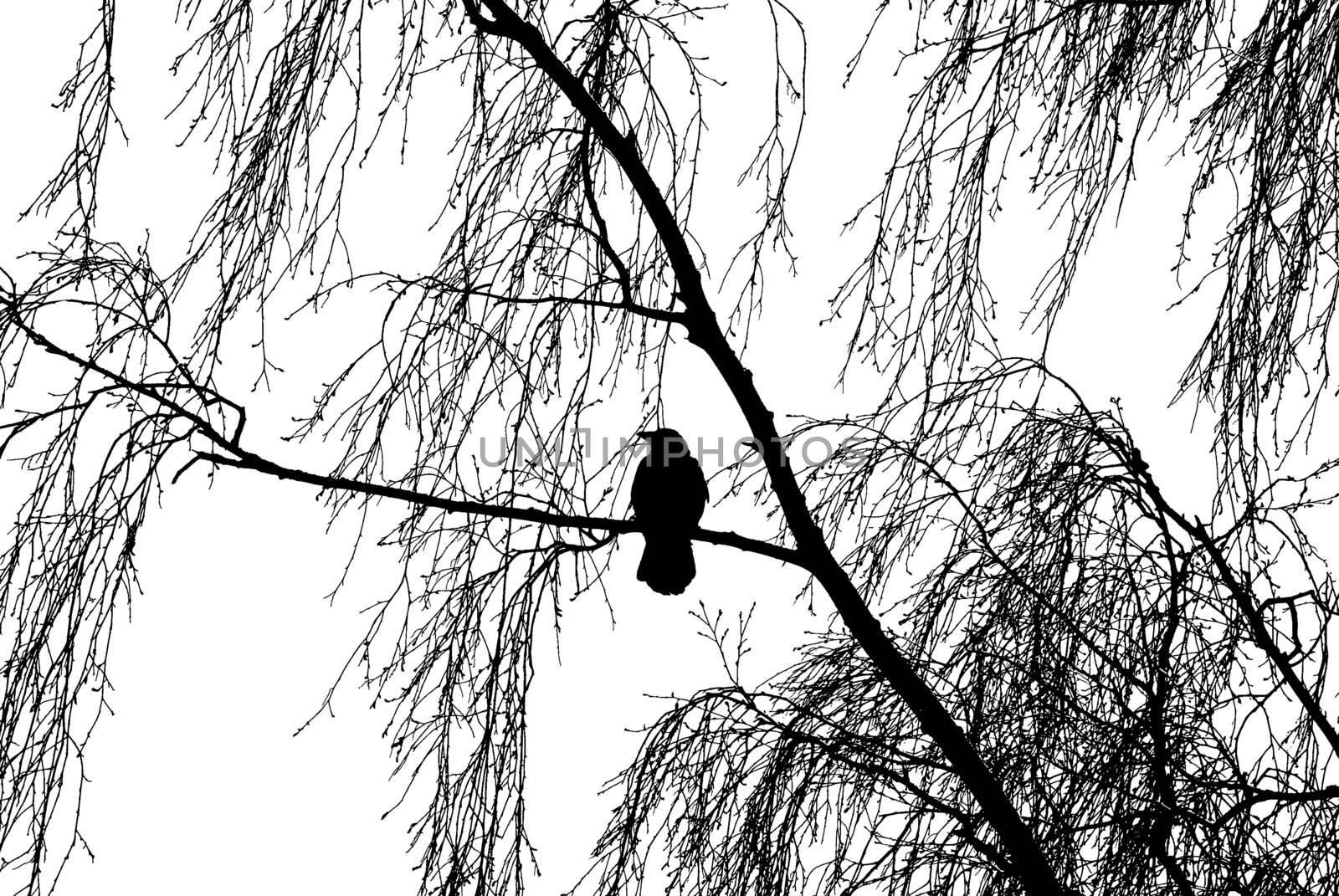 Silhouette of the bird on birch tree