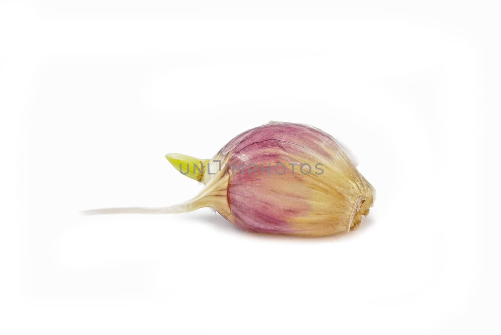 Sprouted clove of garlic on white background