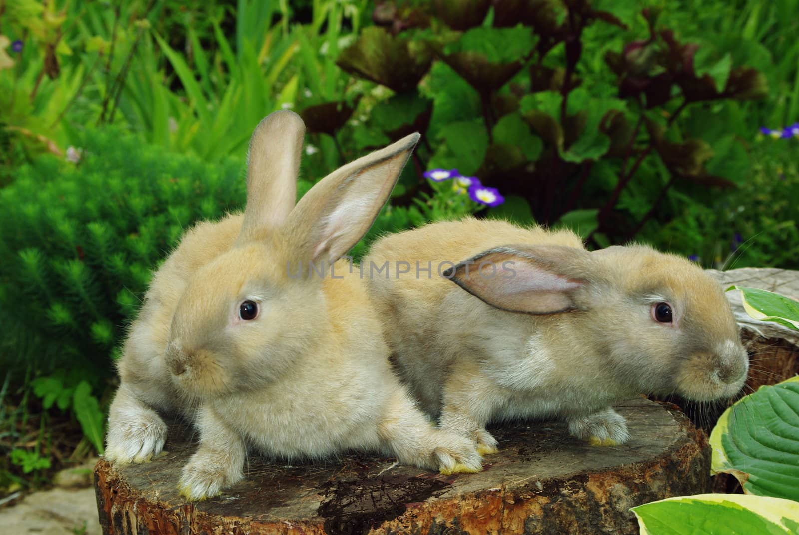 Little rabbits sitting on the stump in garden