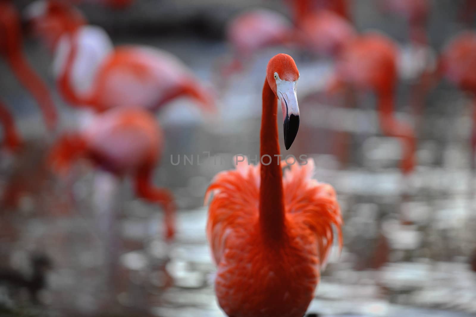 Phoenicopterus ruber. Portrait of a flamingo.