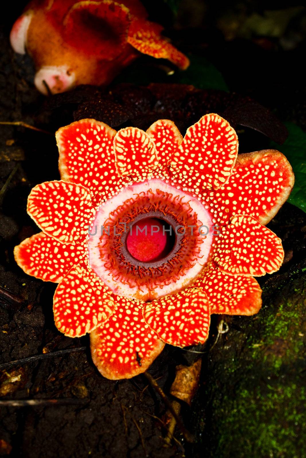 Rafflesia flower largest in thailand