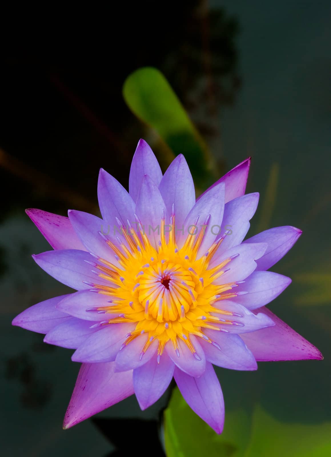 a beautiful purple lotus