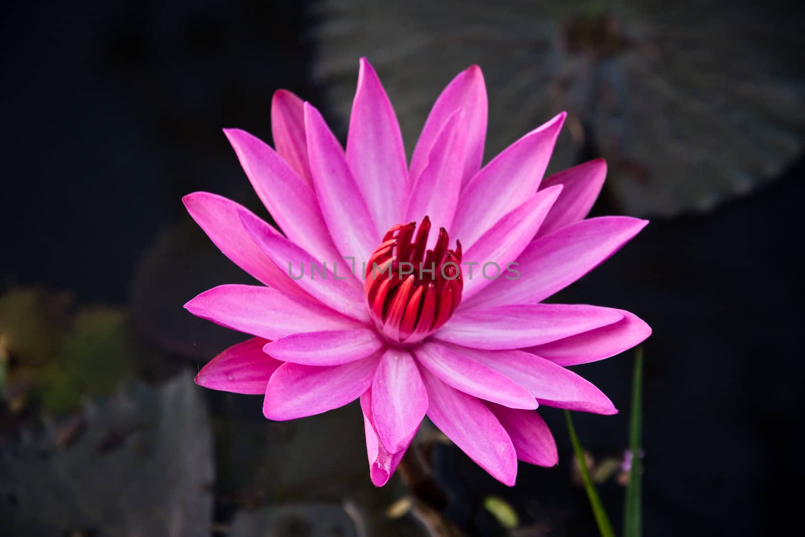 A pink water lily in pond