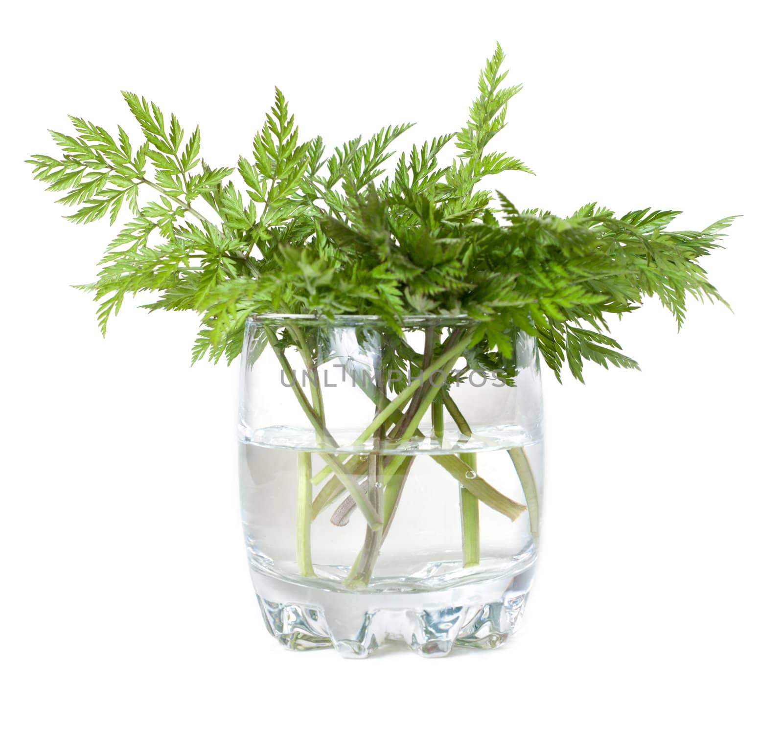 Green herb in glass with water on white background