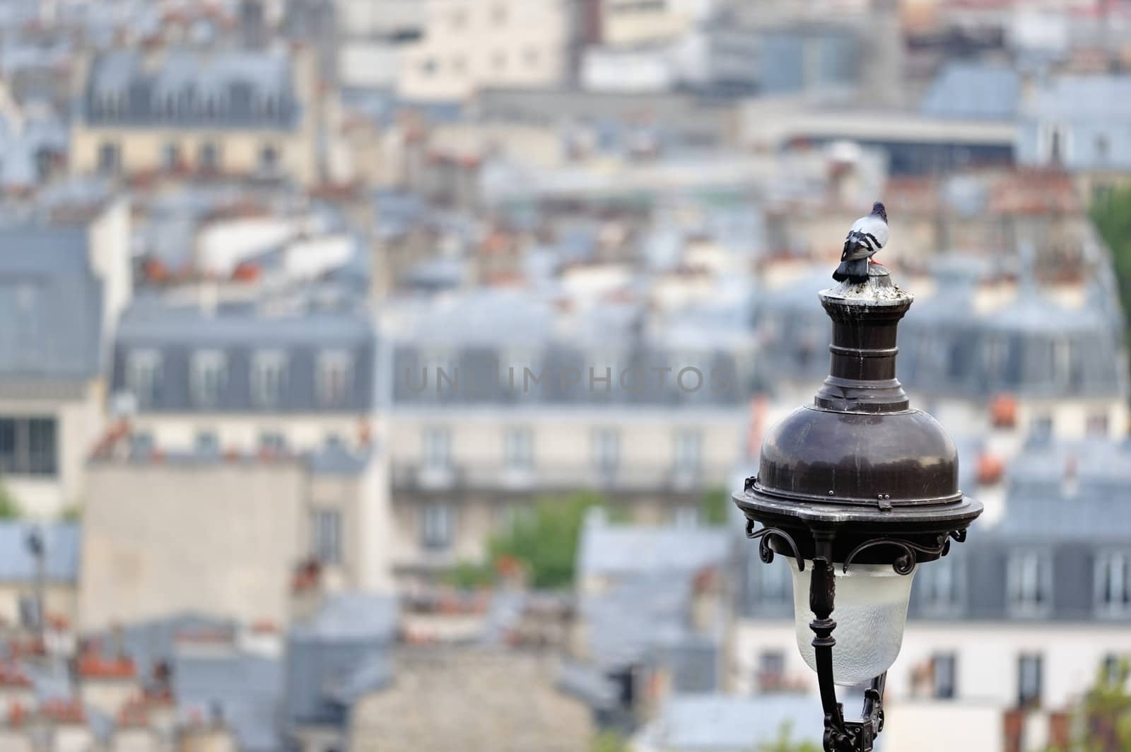 Pigeon on the top of lamp post against the quarter Montmartre