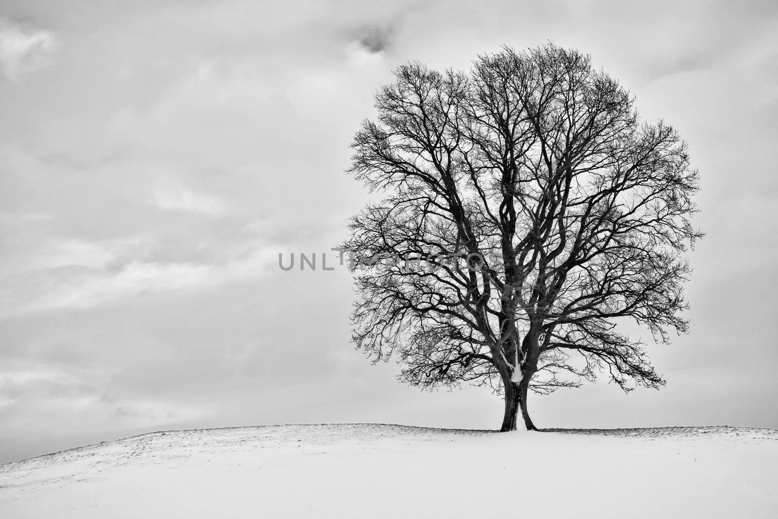 A winter scenery with a tree in Bavaria Germany