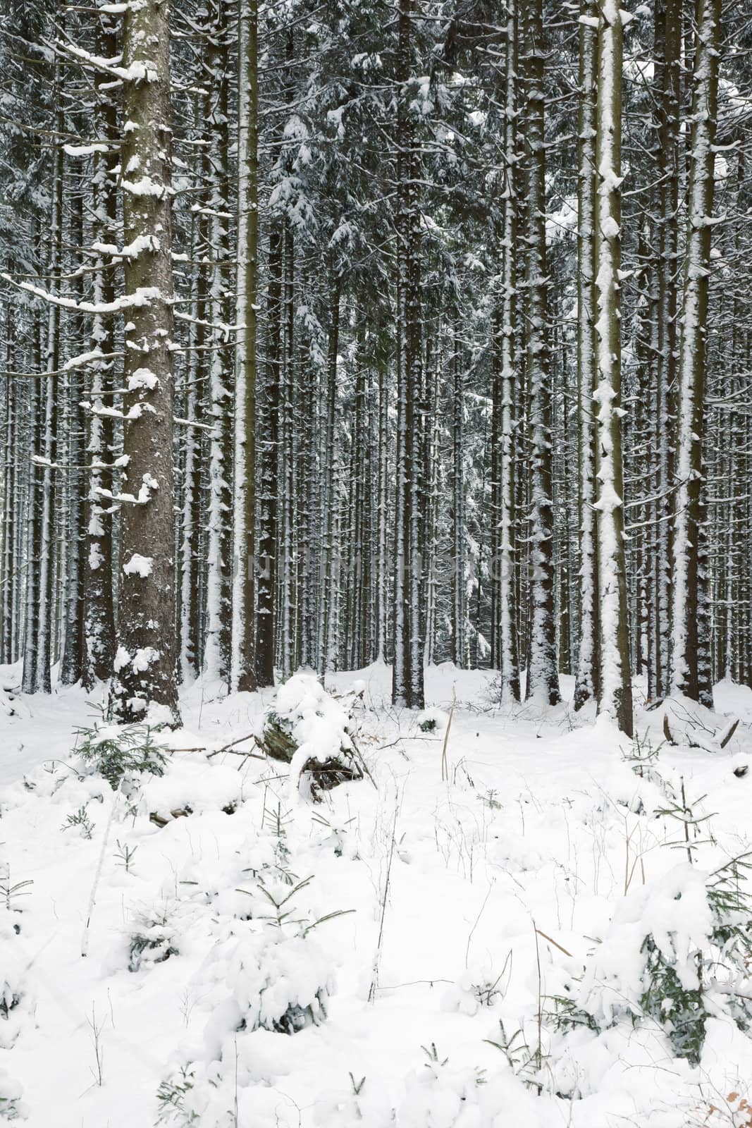 An image of a deep winter snowy forest