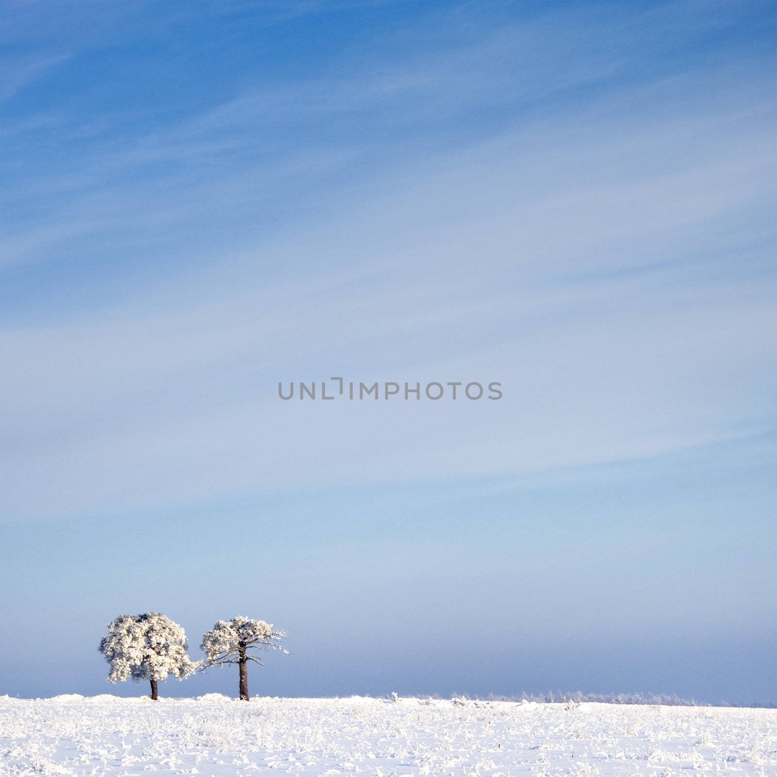 tree in frost and landscape in snow against blue sky. Winter scene