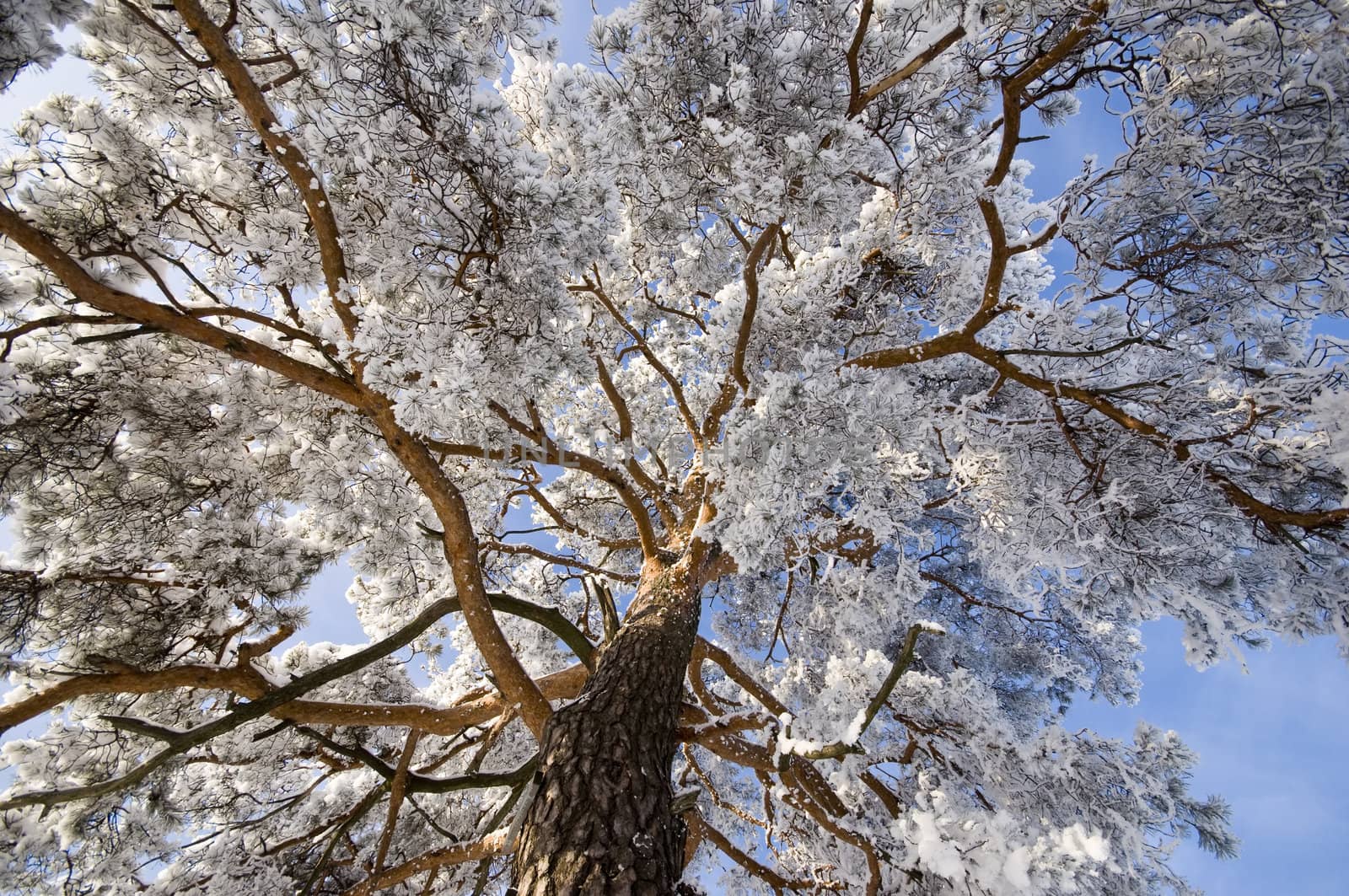 branch of a pine-tree under snow